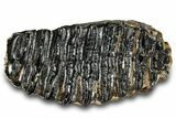 Woolly Mammoth Lower M Molar - North Sea Deposits #298461-4